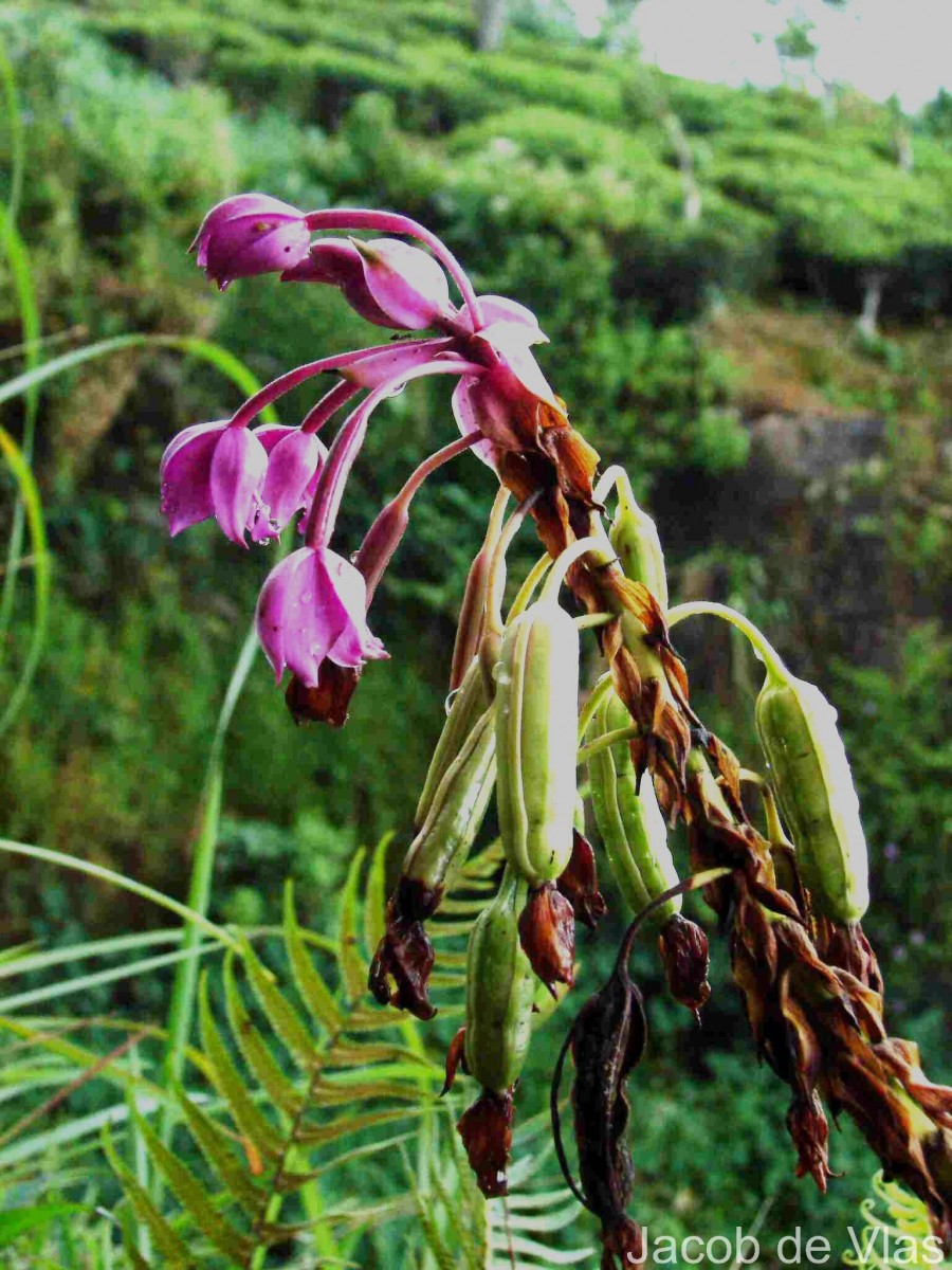 Spathoglottis plicata Blume